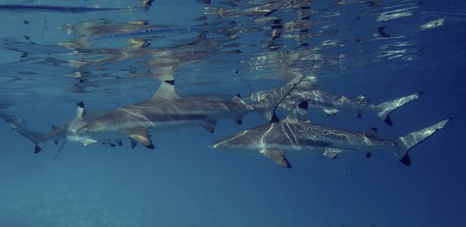 PF Moorea oct 2012 raies requins_38.jpg